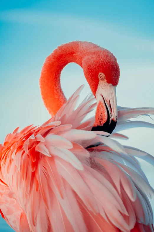 a flamingo standing in front of a body of water, up-close