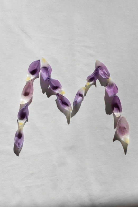 the letter m is made up of purple flowers, an album cover, inspired by Méret Oppenheim, lily petals, 2010s, made of glazed, magnolia stems