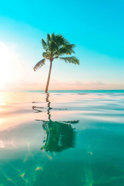 a palm tree in the middle of a body of water, an album cover, by Julian Allen, unsplash, multiple stories, sunny environment, water reflection, bahamas