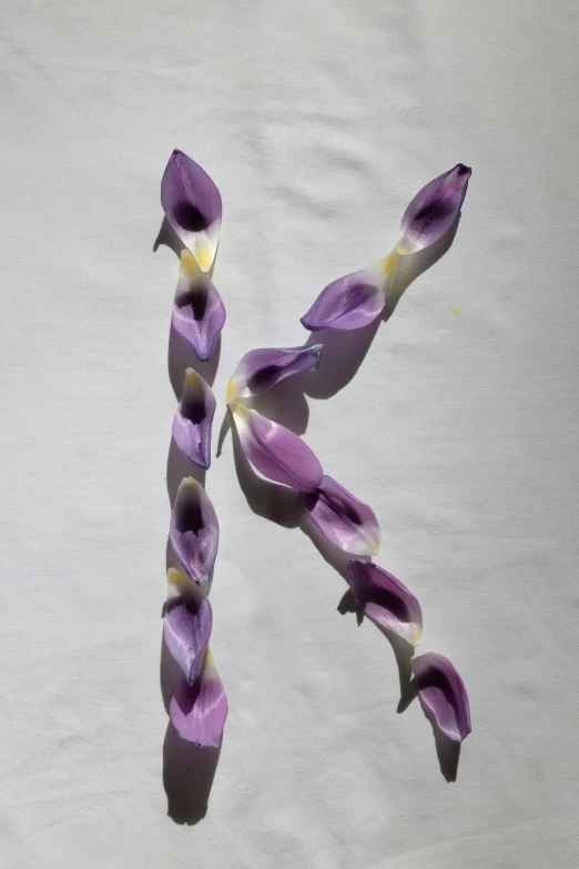 a purple flower sitting on top of a white surface, reddit, letterism, tall kelp, photograph from above, k, made of silk paper