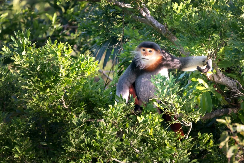 a monkey that is sitting in a tree, by Dietmar Damerau, flickr, with lots of vegetation, avatar image, birds eye view, at sunrise