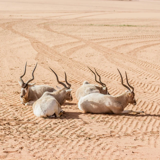 a herd of antelope sitting on top of a sandy field, pexels contest winner, dau-al-set, resting, arabia, 6 pack, highly stylized