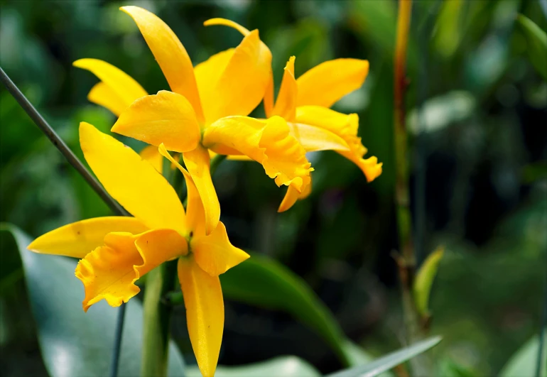 a couple of yellow flowers sitting on top of a lush green field, tropical houseplants, orchids, slide show, highly polished
