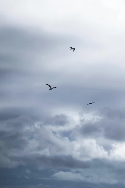 a flock of birds flying through a cloudy sky, a photo, by Linda Sutton, minimalism, three birds flying around it, sky whales, bird\'s eye view, shot with sony alpha