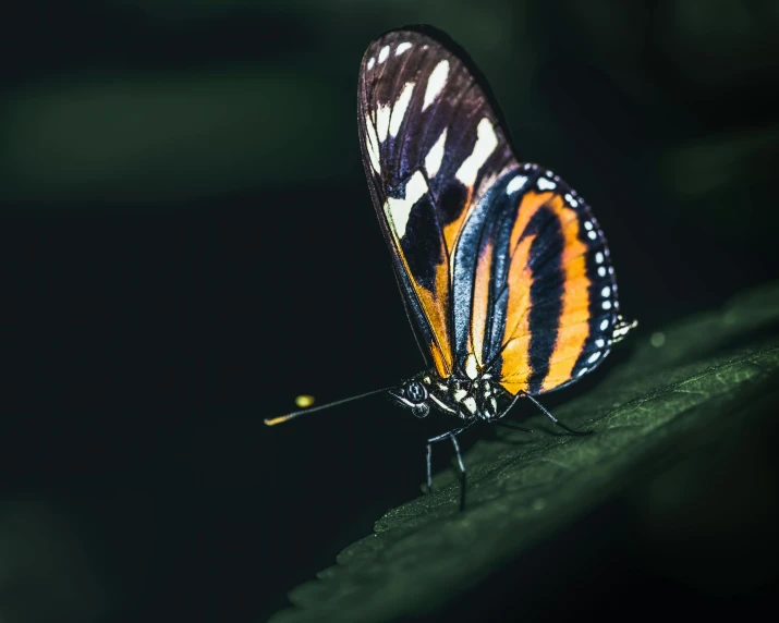 a close up of a butterfly on a leaf, by Adam Marczyński, pexels contest winner, sumatraism, standing with a black background, high quality upload, a high angle shot, high quality photo