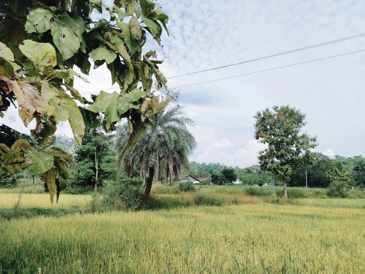 a field of green grass with trees in the background, unsplash, sumatraism, 1970s photo, kerala village, overgrown with weeds, background image