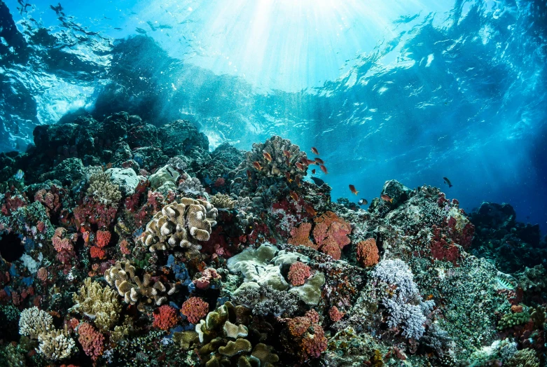 a coral reef with sun shining through the water, sumatraism, fan favorite, thumbnail, ai biodiversity, taken in 2 0 2 0