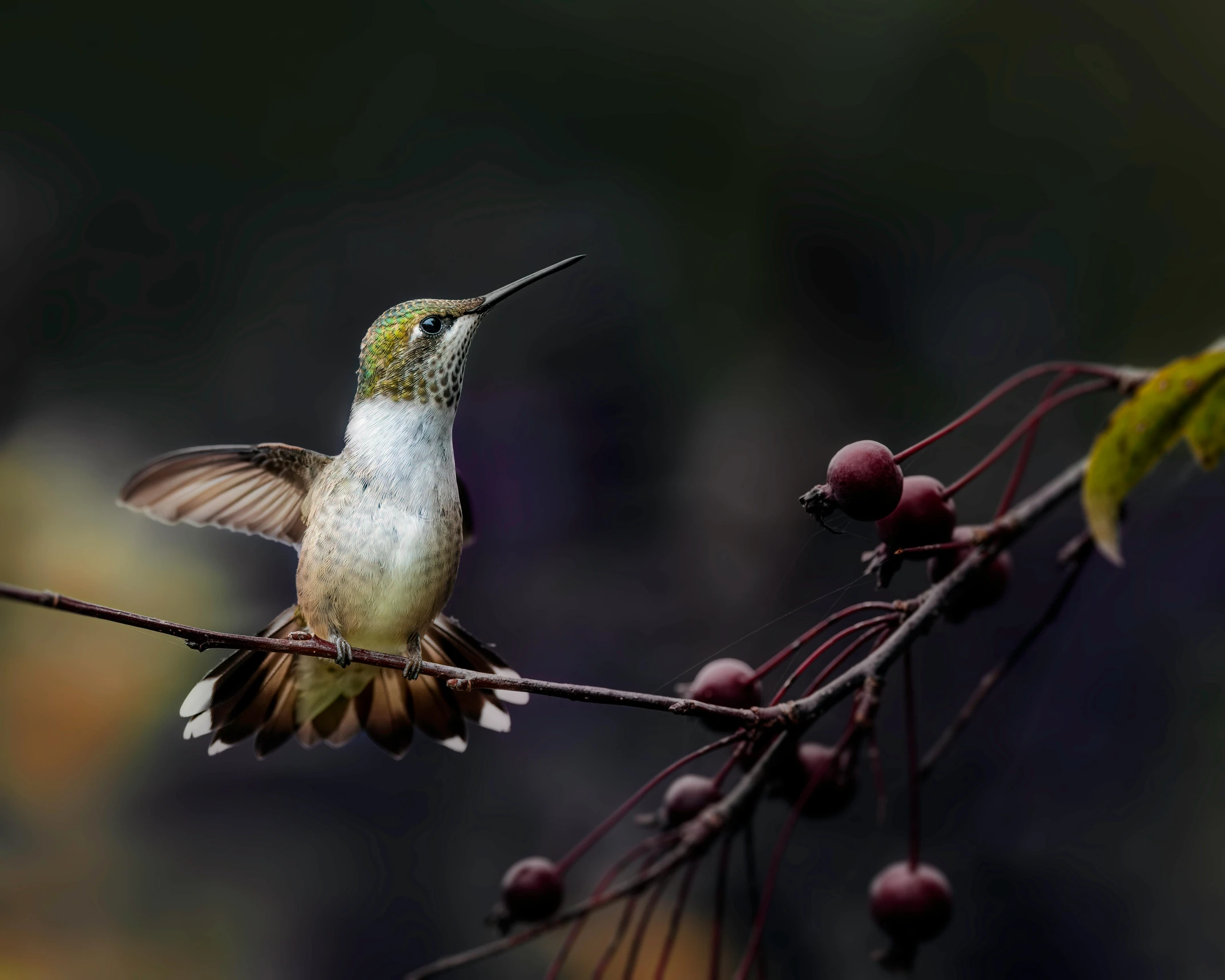 a hummingbird sitting on a branch of a tree, pexels contest winner, art photography, fruit and feathers, hovering, macro photography 8k, fine art print