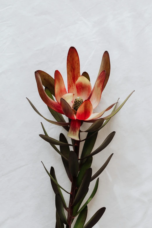 a close up of a flower on a white surface, by Emanuel de Witte, bromeliads, tall, lightweight, long