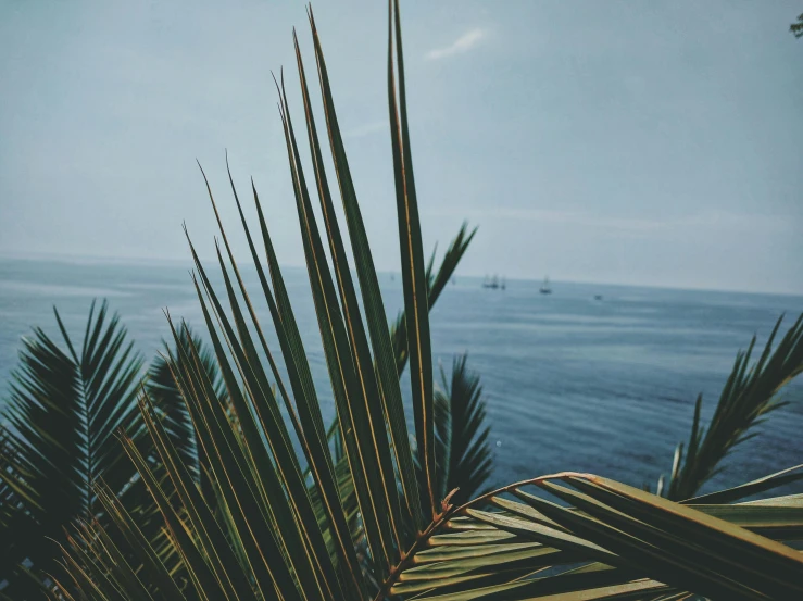 a palm tree in front of a body of water, pexels contest winner, tropical leaves, views to the ocean, canopee, set sail