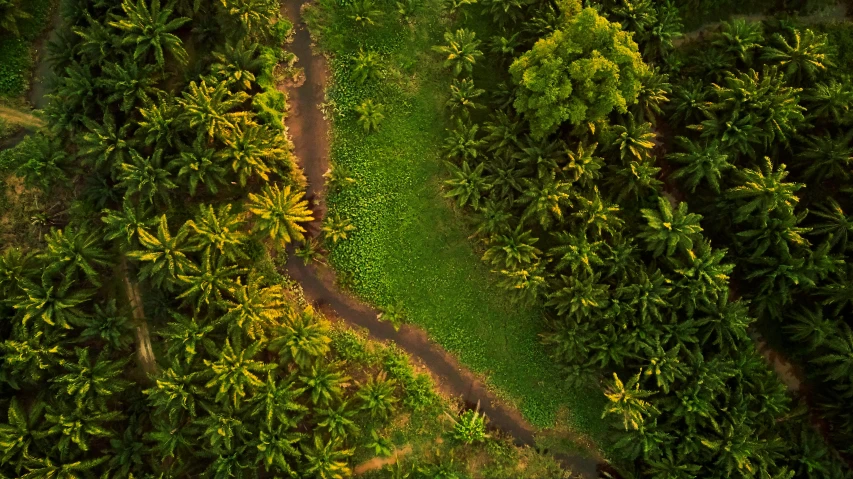 an aerial view of a dirt road surrounded by palm trees, by Daniel Lieske, pexels contest winner, photo of green river, thumbnail, tropical foliage, detailed photo 8 k