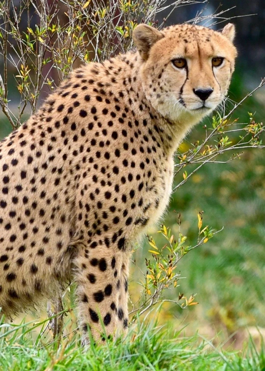 a cheetah standing on top of a lush green field, posing for a picture