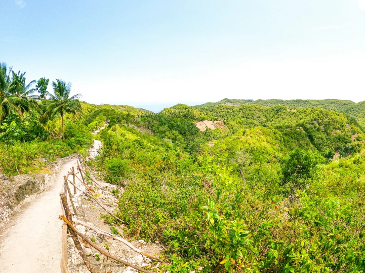 a dirt road running through a lush green forest, unsplash, mingei, beach and tropical vegetation, wide angle”