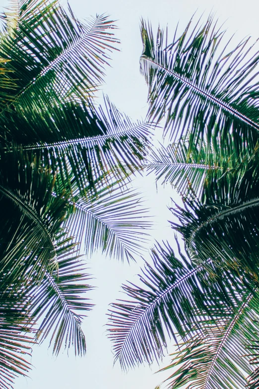 a group of palm trees that are next to each other, profile image, up-close, multiple stories, holiday