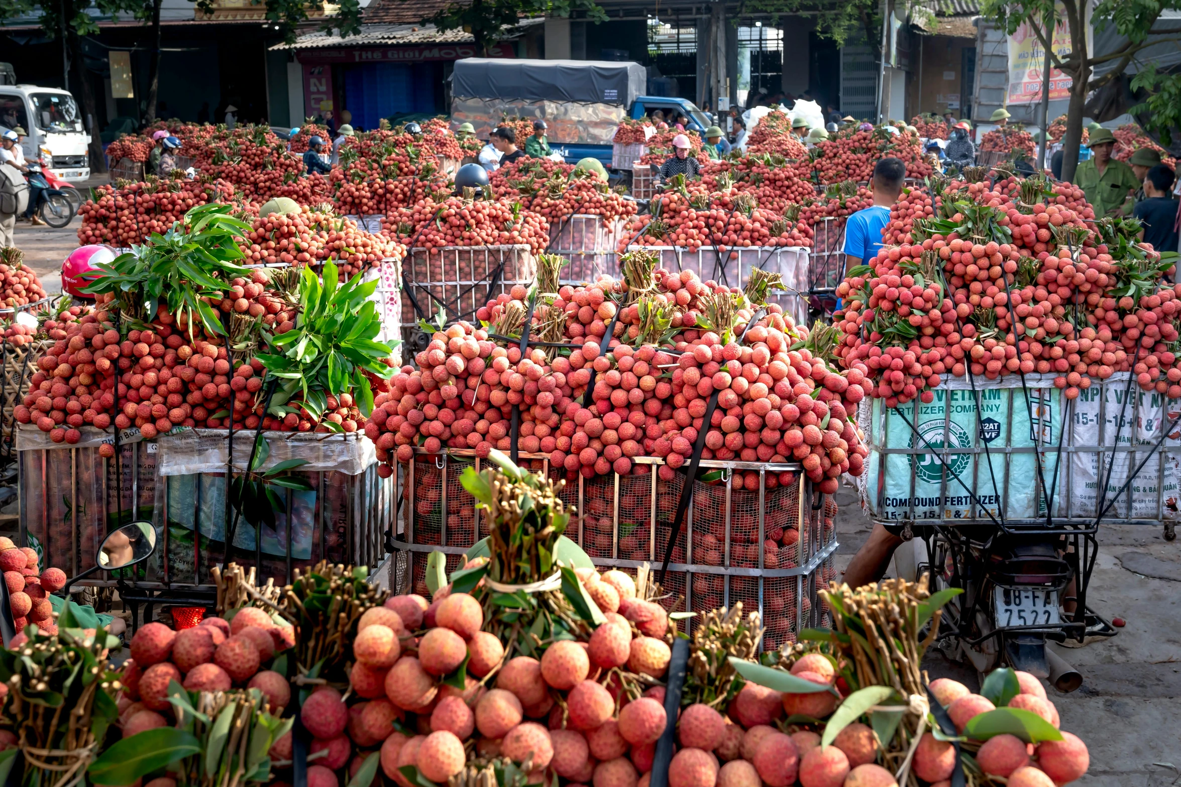 a large pile of fruit sitting on top of a street, avatar image, market, reddish, square