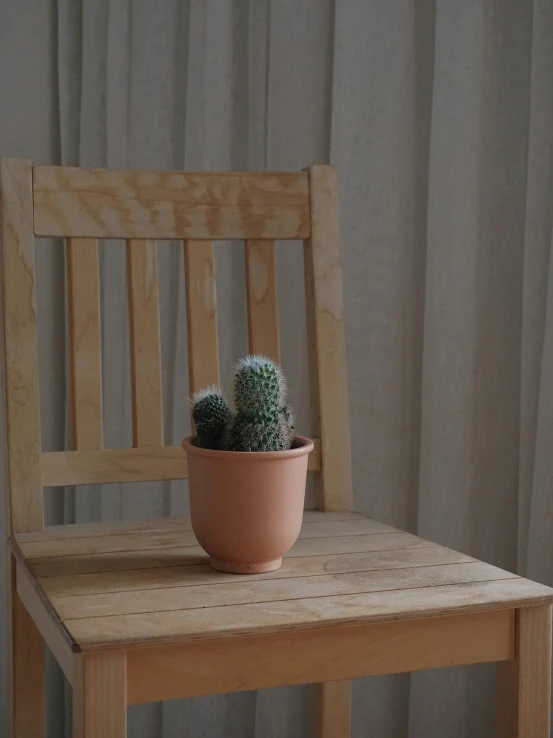 a potted cactus sitting on top of a wooden chair, by Hendrik Gerritsz Pot, trending on unsplash, photorealism, pale orange colors, low quality photo, made of clay, close-up product photo