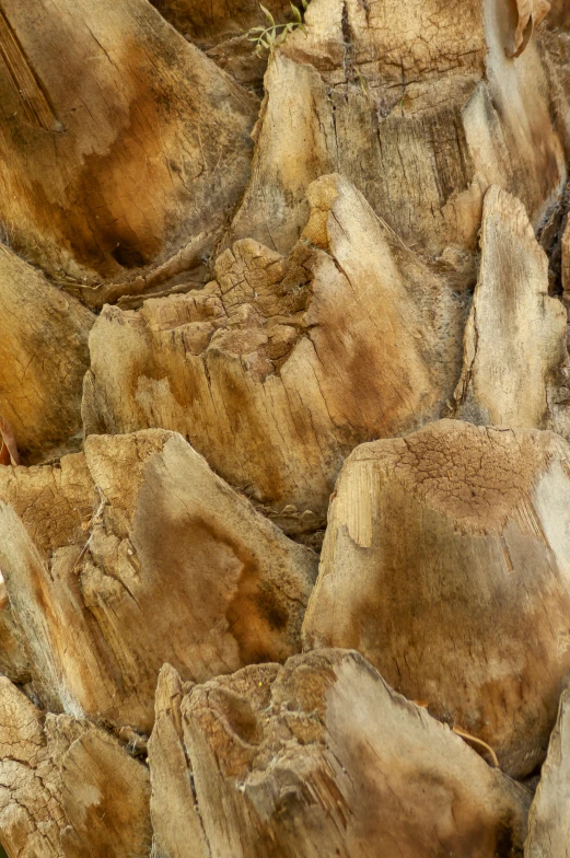 a close up of a palm tree trunk, by David Simpson, chiseled formations, tan and brown fur, brown scales, glossy surface