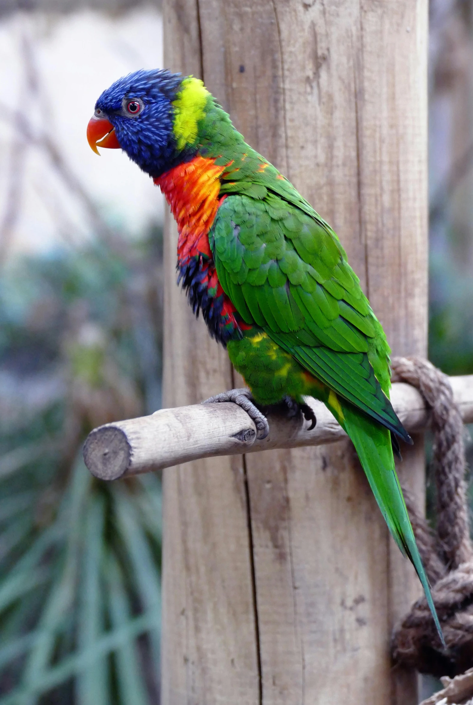 a colorful bird sitting on top of a wooden pole