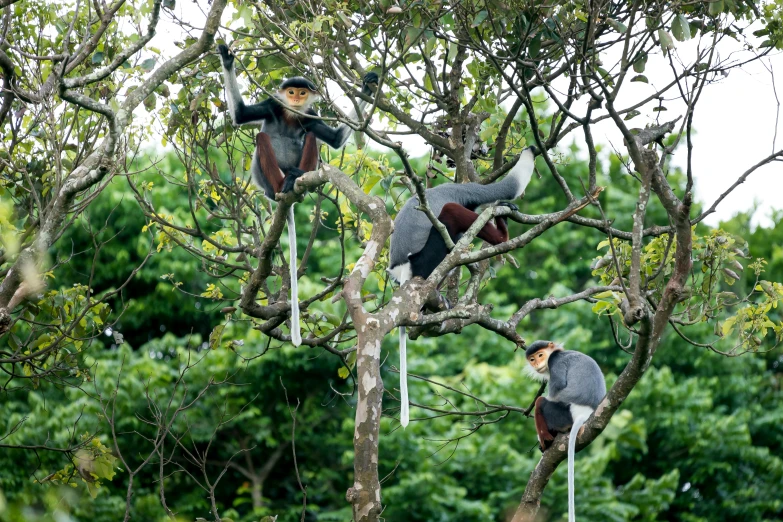 a group of birds sitting on top of a tree, sumatraism, monkey limbs, avatar image, fan favorite, turaco morphing chicken