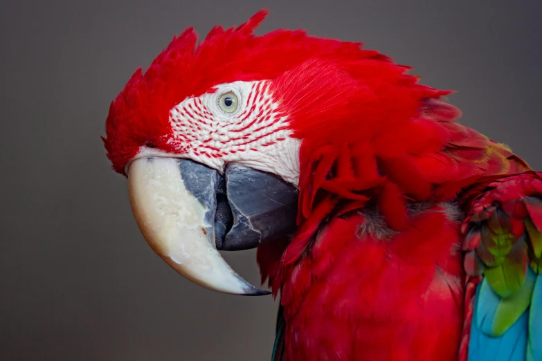 a close up of a parrot with a gray background, pexels contest winner, renaissance, red velvet, high resolution print :1 red, studio portrait, posed