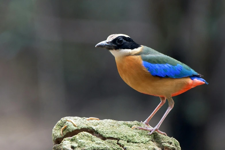 a colorful bird sitting on top of a rock, biodiversity all round, blue and orange, australian, slide show