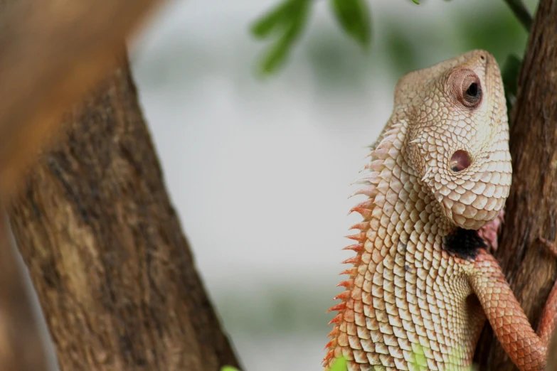 a lizard sitting on top of a tree branch, trending on pexels, dragon scales across hairline, pale head, next to a plant, australian