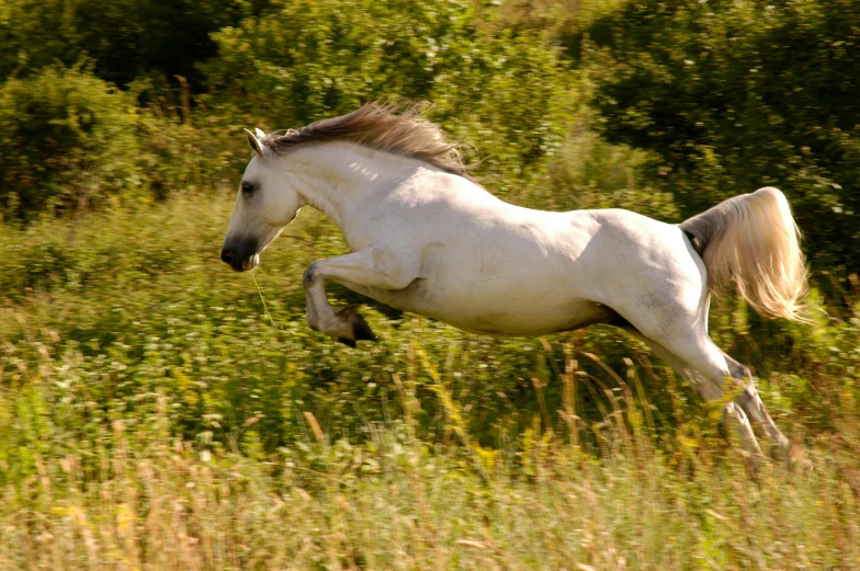 a white horse running through a field of tall grass, pixabay, arabesque, action shot, youtube thumbnail, bosnian, high quality photo