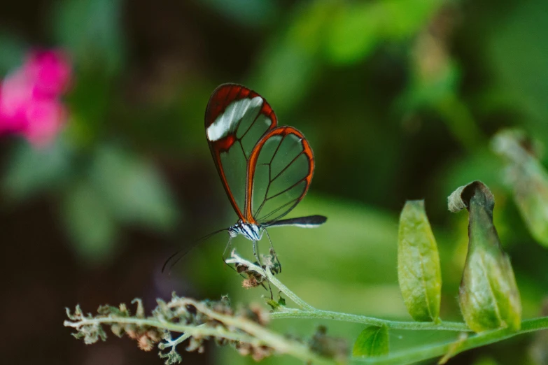 a close up of a butterfly on a plant, pexels contest winner, person made out of glass, thin red veins, cloud forest, crystal clear