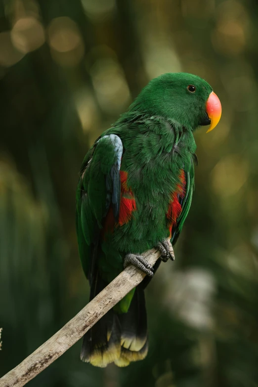 a green parrot sitting on top of a tree branch, colours red and green, over the shoulder, highly upvoted, te pae