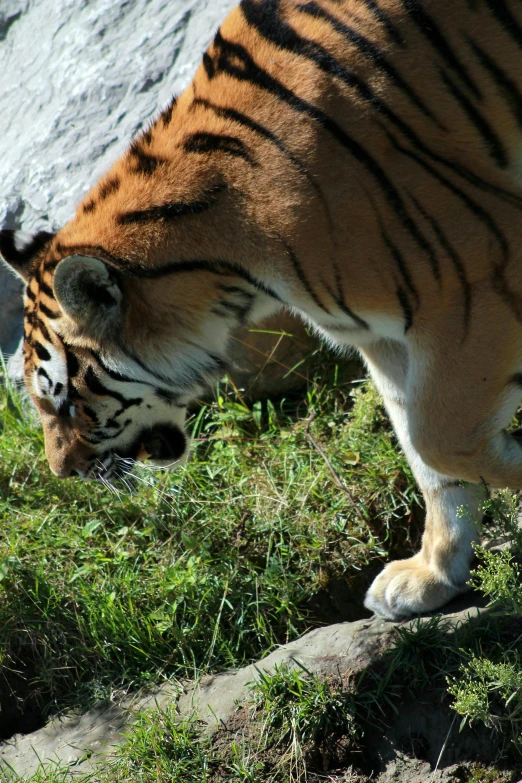 a tiger standing on top of a lush green field