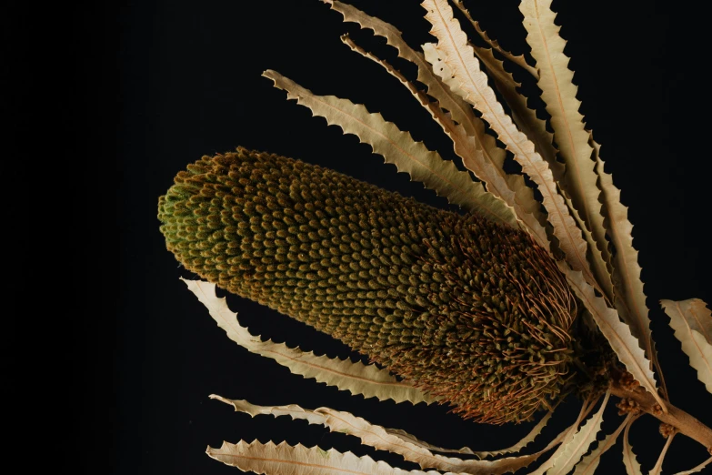 a close up of a plant with a black background, by Elizabeth Durack, renaissance, preserved museum piece, cone, giant flower head, archive photography