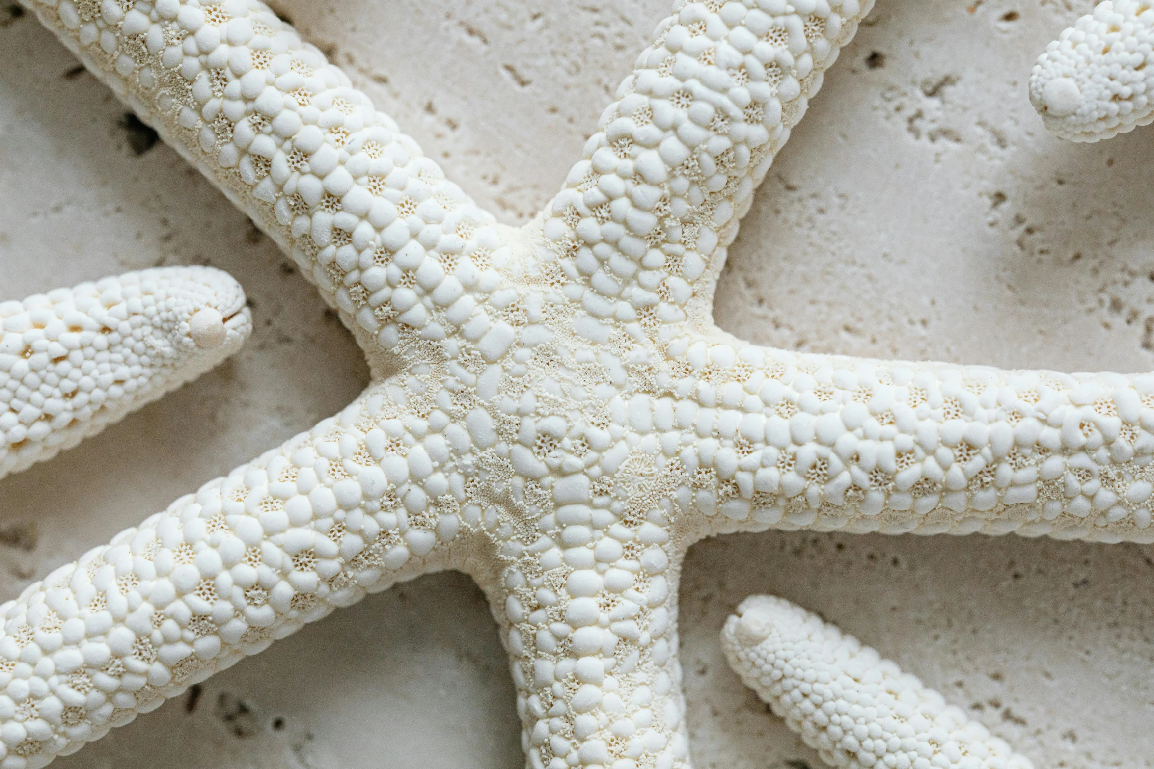 a close up of a starfish on a white surface, inspired by Robert Thomas, trending on pexels, arabesque, limestone, detailed product shot, six arms, ivory