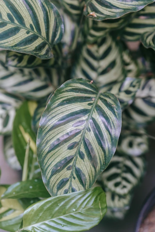 a close up of a green and white plant, albino mystic, striped, jungle camo, shiny silver