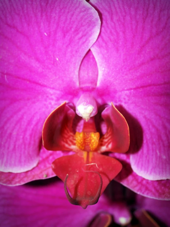 a close up of a pink flower with a yellow center, a macro photograph, by Jan Rustem, photorealism, moth orchids, 2 0 0 4 photograph, glowing magenta face, vibrant.-h 704