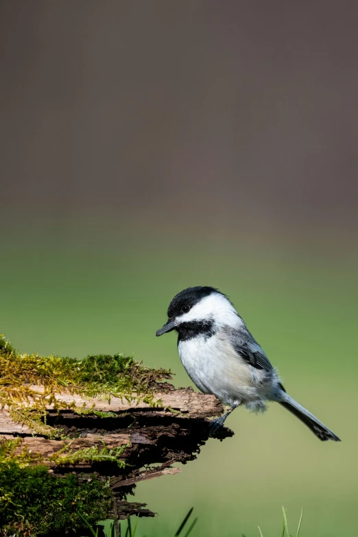 a small bird sitting on top of a moss covered log, by Neil Blevins, trending on pexels, minn, canvas, the shrike, a wooden