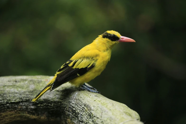a yellow bird sitting on top of a tree branch, trending on pexels, hurufiyya, sitting on a rock, long thick shiny black beak, vibrantly lush, historical photo