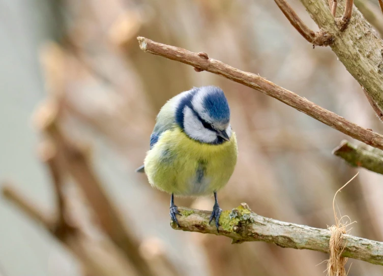 a small blue and yellow bird perched on a branch, inspired by Paul Bird, pexels contest winner, moulting, birds eye, on a tree, today\'s featured photograph 4k