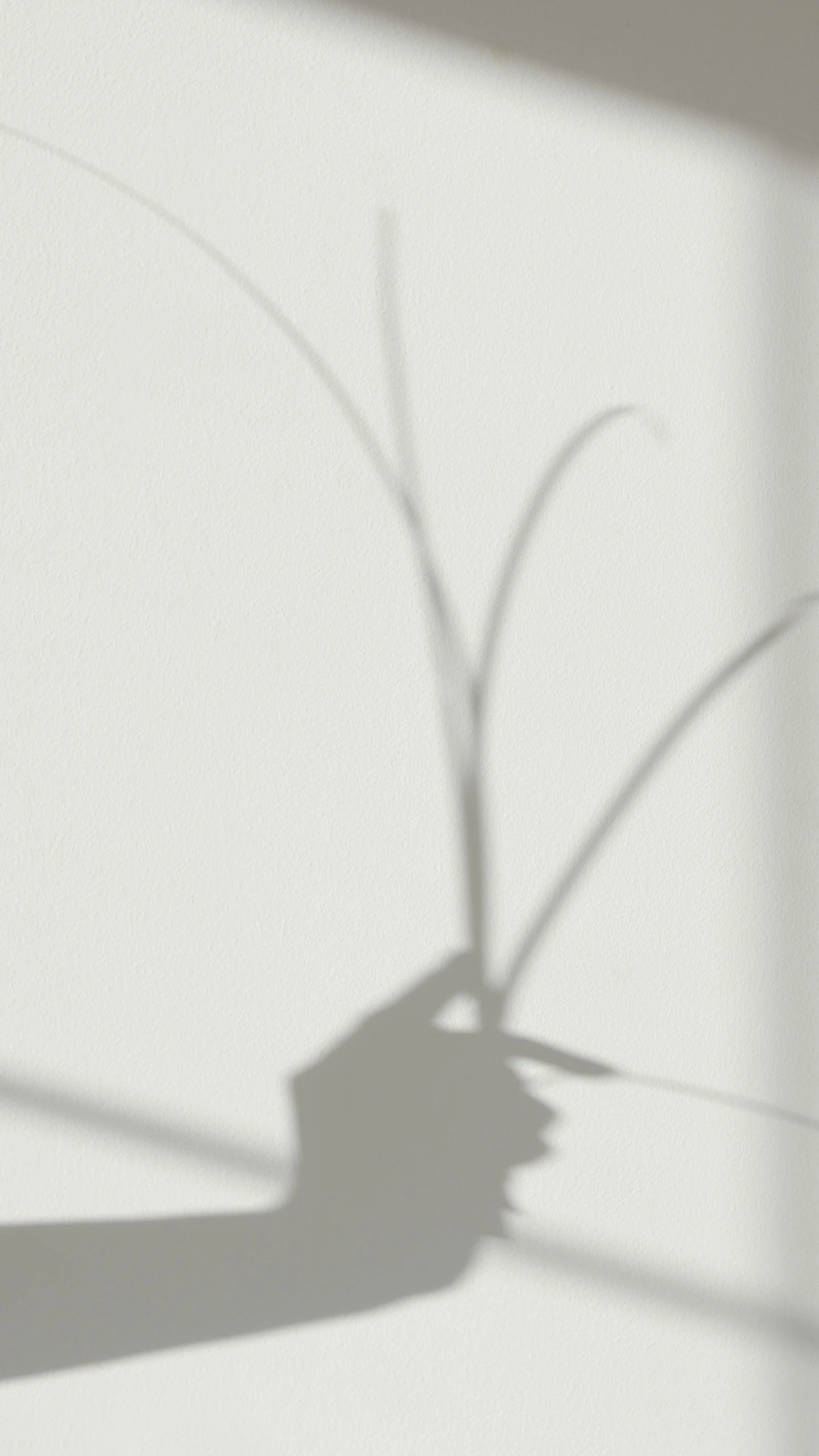 a shadow of a plant on a wall, an abstract drawing, by Awataguchi Takamitsu, noire photo, avatar image, white marble interior photograph, profile image