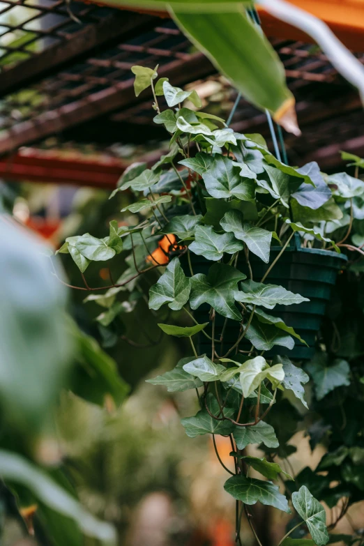a hanging basket filled with lots of green plants, unsplash, conceptual art, monarch butterflies, high angle shot, large vines, cinematic shot