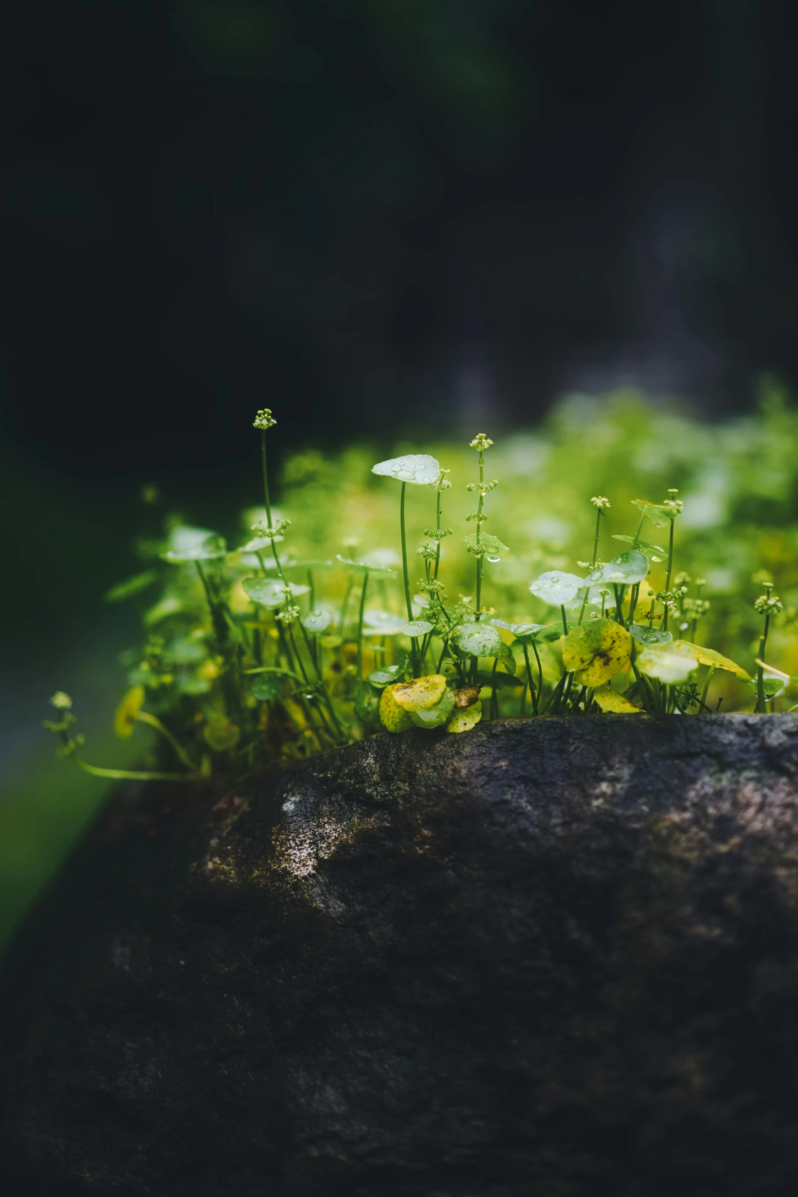 a moss growing on top of a rock, a macro photograph, unsplash, buttercups, glowing plants, low quality photo, alessio albi