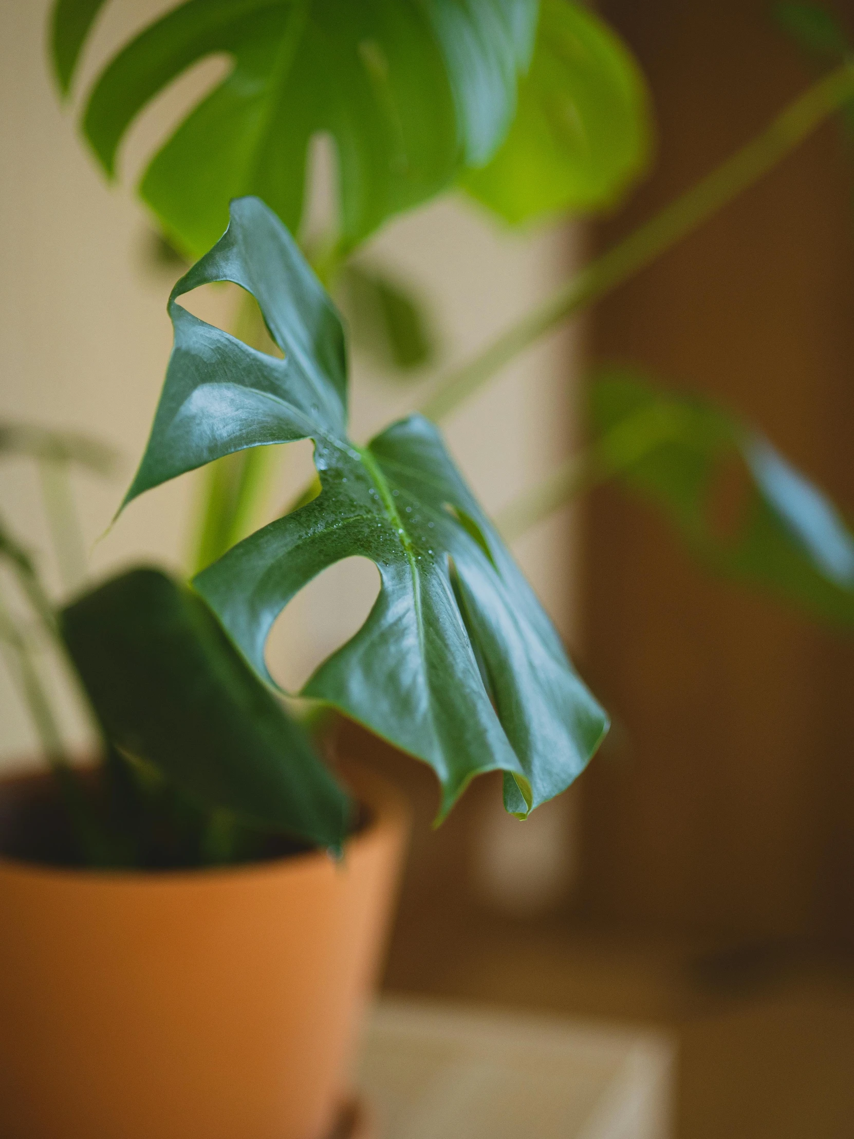 a close up of a potted plant on a table, by Jessie Algie, trending on unsplash, art nouveau, big leaf bra, long snout, 2 years old, today\'s featured photograph 4k