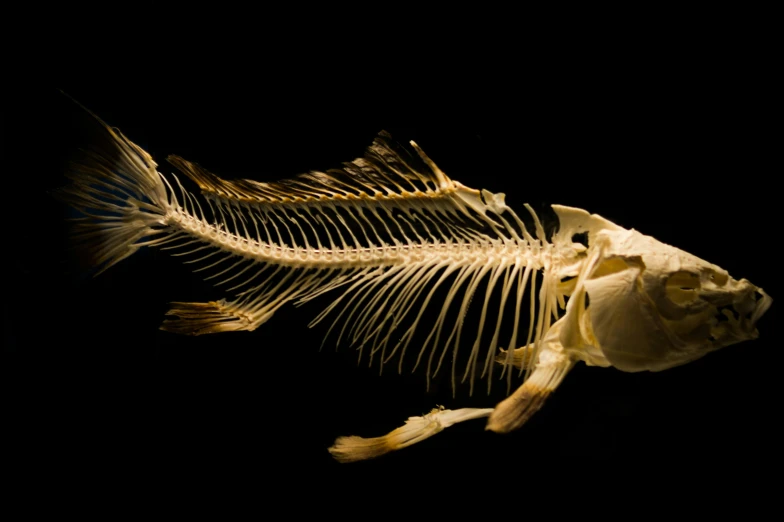 a fish skeleton on a black background, by Robert Brackman, hurufiyya, 2006 photograph, heath clifford, fish tail