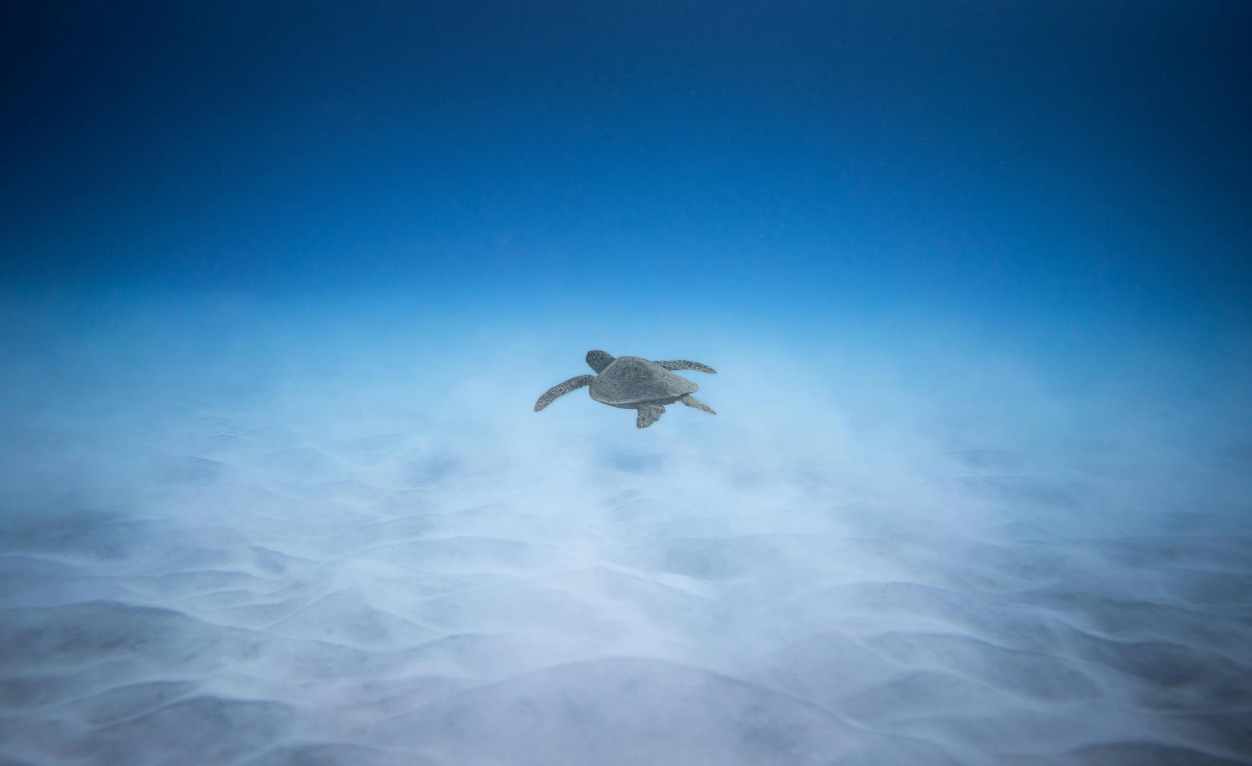 a turtle swimming in the middle of the ocean, by Daniel Lieske, pexels contest winner, surrealism, view above the clouds, sky blue, foggy photo 8 k, weightless