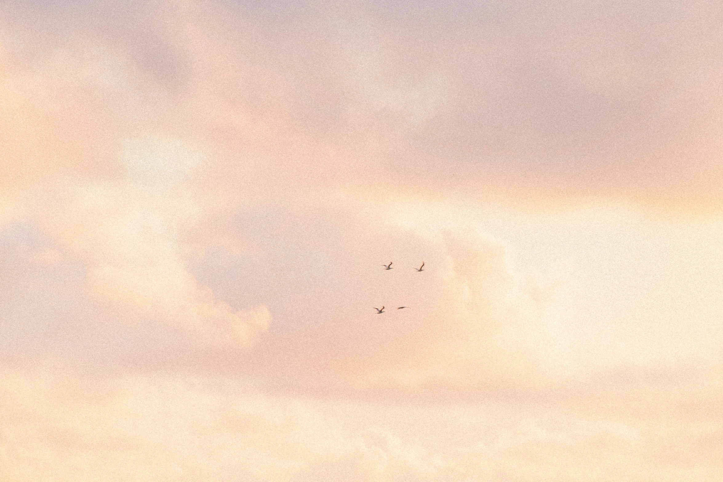 a flock of birds flying through a cloudy sky, an album cover, pexels contest winner, minimalism, pink pastel, late summer evening, biplanes flying, 33mm photo