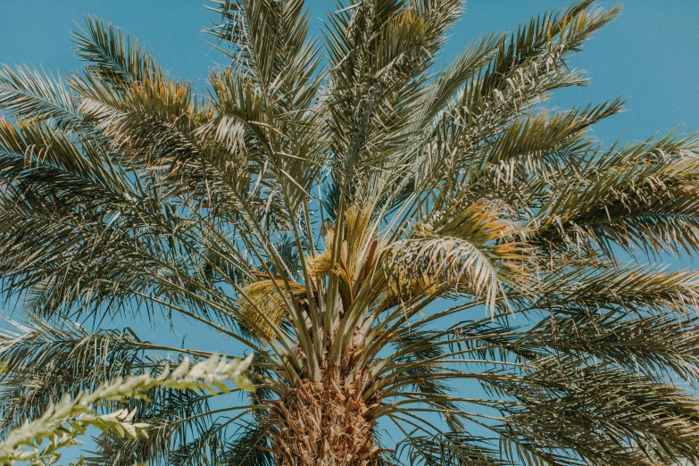 a palm tree with a blue sky in the background, unsplash contest winner, hurufiyya, background image, fruit trees, brown, palm springs