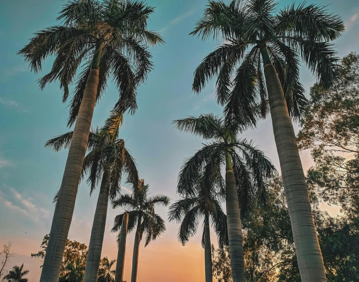 a group of palm trees with the sun setting in the background, an album cover, pexels contest winner, tall large trees, teal aesthetic, college, gold coast australia