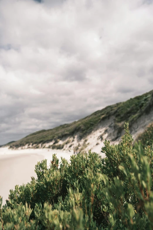 a man riding a surfboard on top of a sandy beach, thick bushes, australian beach, trending on vsco, shrubs