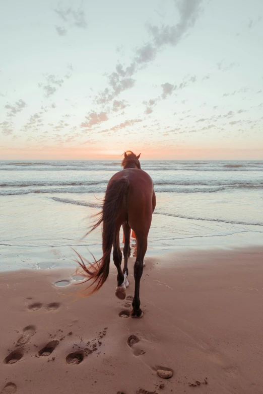 a horse standing on top of a beach next to the ocean, during a sunset, walking away from the camera, australian beach, back