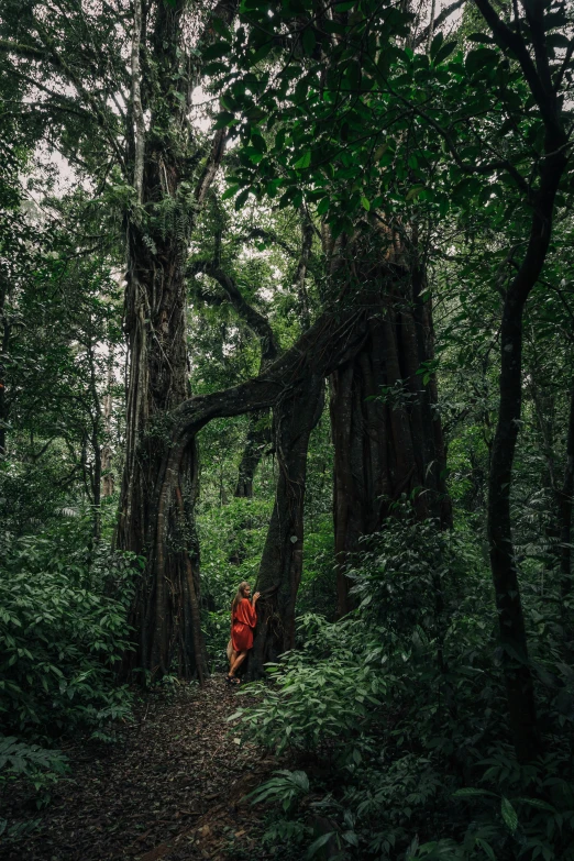 a person standing in the middle of a forest, inspired by Steve McCurry, sumatraism, red robes, huge ficus macrophylla, 2019 trending photo, forest picnic