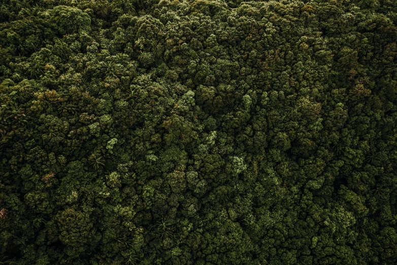 a plane flying over a lush green forest, an album cover, inspired by Elsa Bleda, hurufiyya, organic mushroom lichen moss, high resolution ultradetailed, alessio albi, detailed high resolution